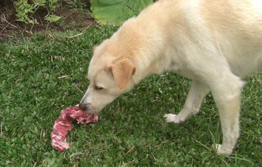 Hundefutter ohne chemische Zusätze – Warum Natürlichkeit so wichtig ist