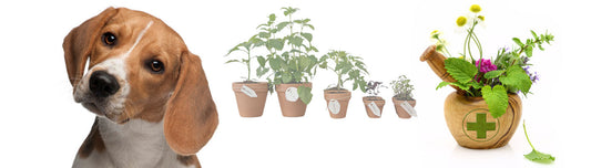 Nahrungsergänzung für Hunde