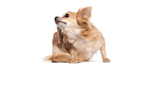 Hunde-Hautkrankheiten, Hautprobleme beenden