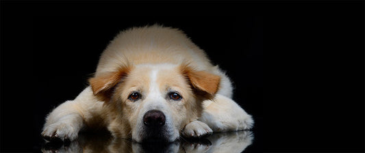 Demodex Milben beim Hund mit Hausmitteln natürlich behandeln