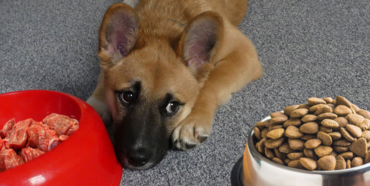 Mythen der Hundeernährung